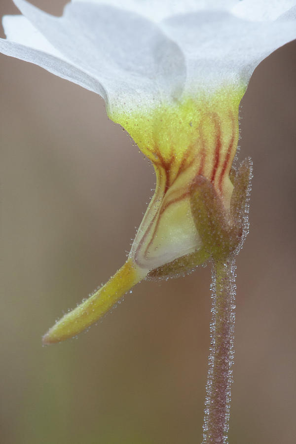 Small Butterwort Photograph by Paul Rebmann