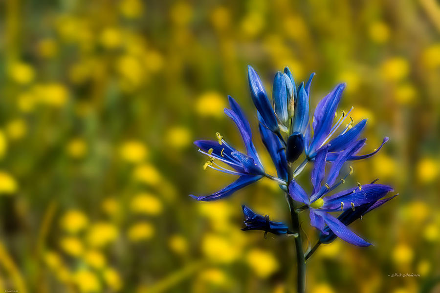Small Camas Wildflower Photograph by Mick Anderson