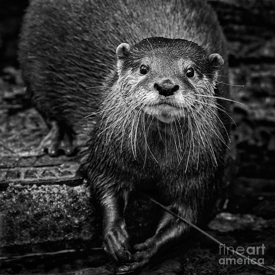 Small Clawed Otter Portrait Photograph by Sonya Lang