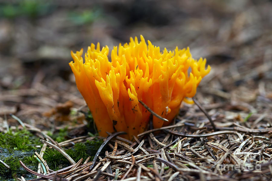 Small Coral Mushroom Photograph by Michal Boubin