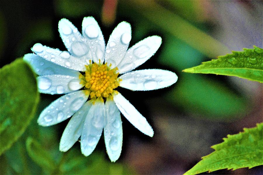 Small Daisy In Rain Photograph