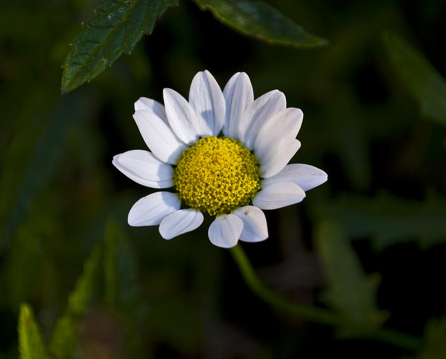 Small Daisy Photograph by Svetlana Sewell