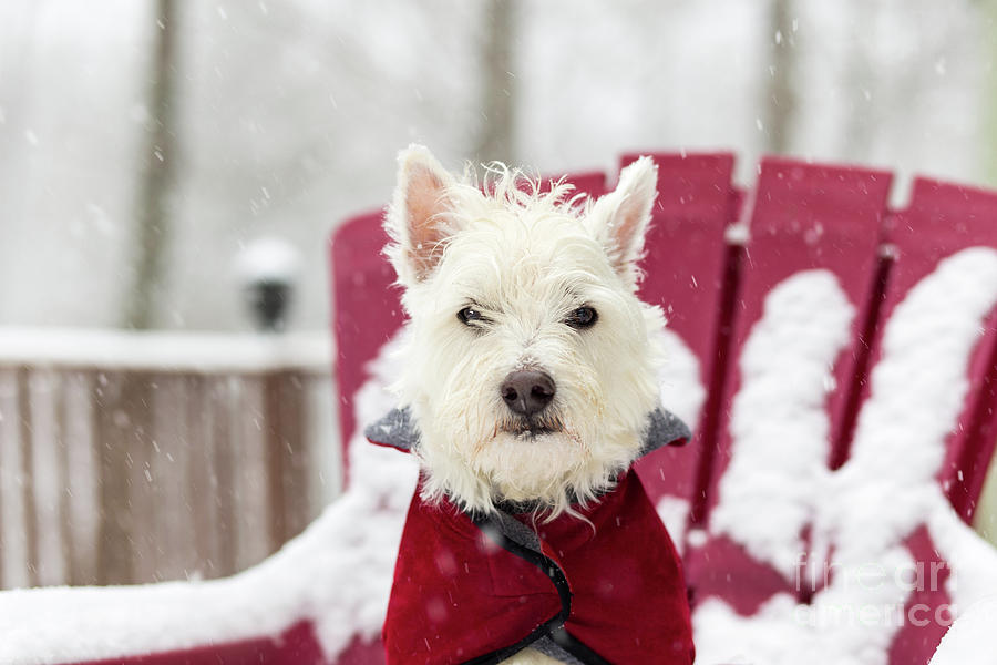 Dog Photograph - Small Dog in Snow Storm by Edward Fielding