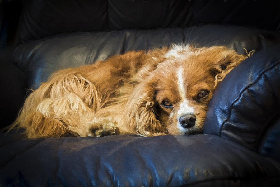 Animal Photograph - Couch Pup by Maria Coulson