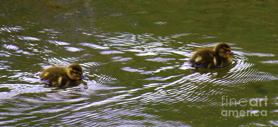 Small Ducklings Photograph by Donna L Munro