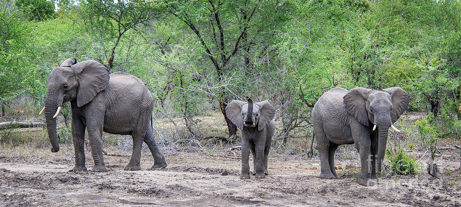 Small Ellie in the Middle Photograph by Jennifer Ludlum