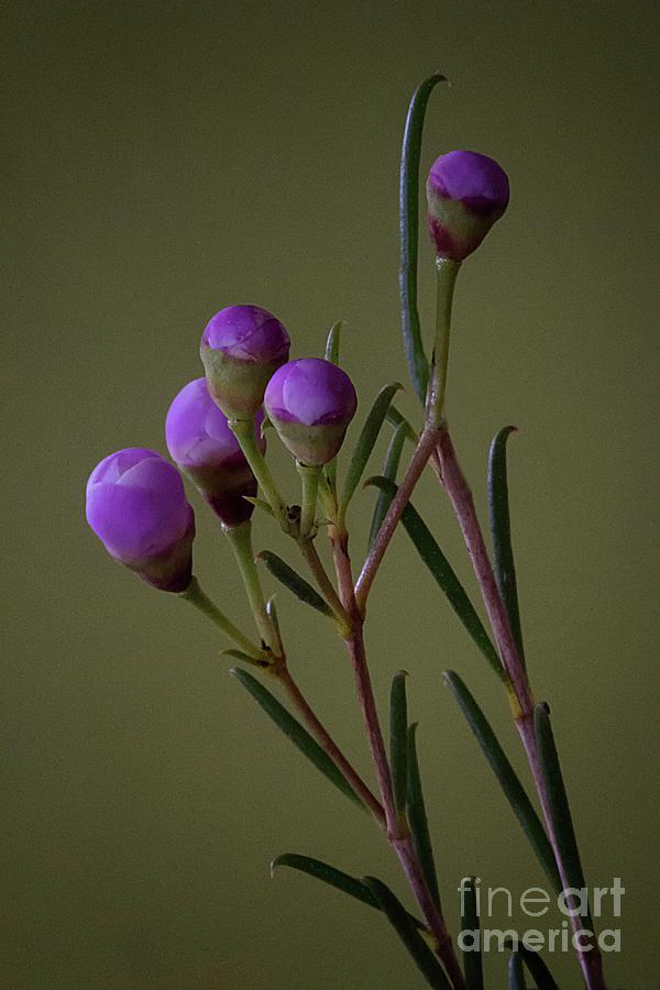 Small flower buds Photograph by Jim Wright - Fine Art America