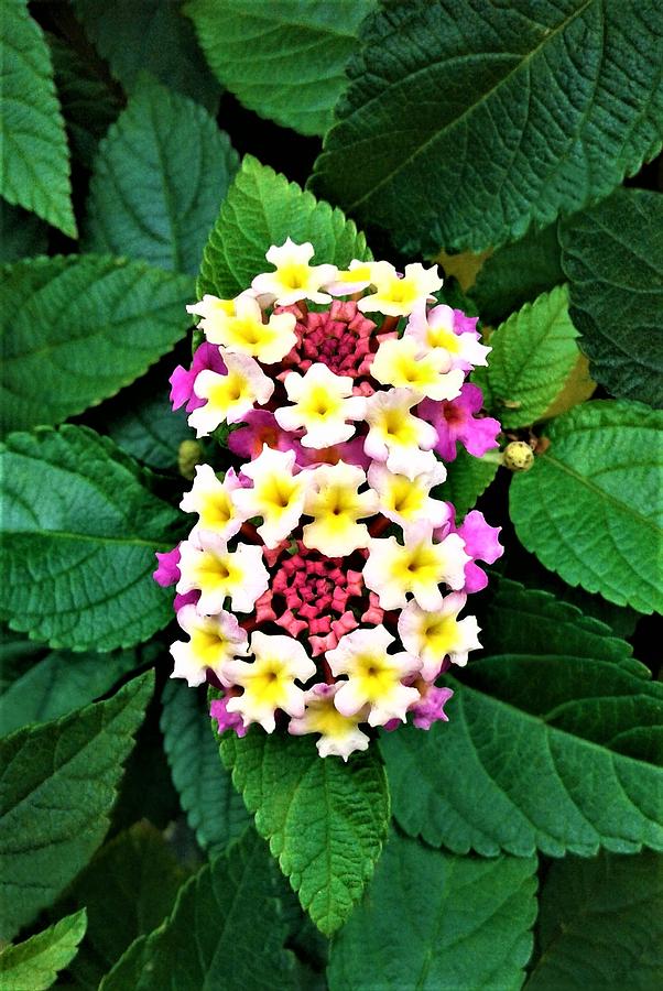 Amazing Multicolored Lantana Photograph by Olga Zavgorodnya