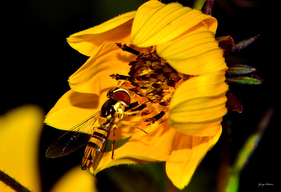 Small Fly On A Yellow Wildflower 004 Photograph by George Bostian