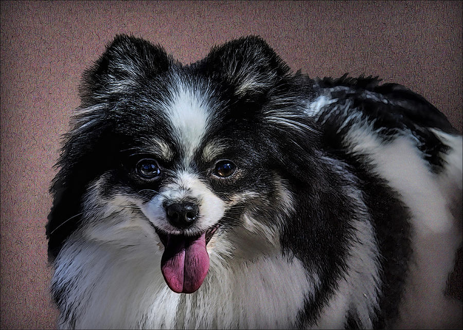 Dog Photograph - Small German Spitz by Alexey Bazhan