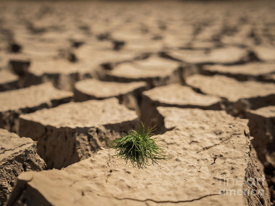 Small grass growth on dried and cracked soil in arid season. Photograph by Tosporn Preede
