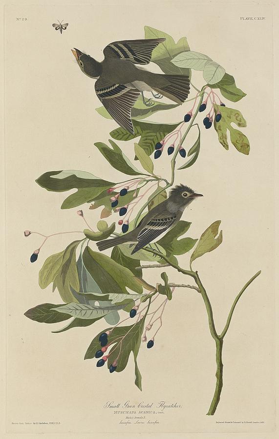 John James Audubon Drawing - Small Green-Crested Flycatcher by Dreyer Wildlife Print Collections 