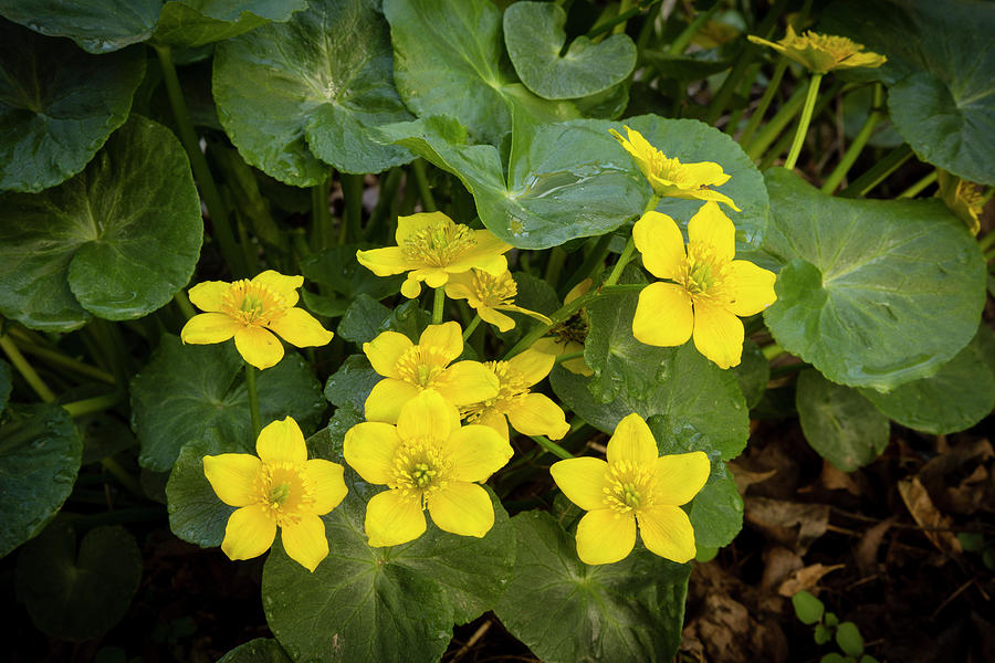 Small Grouping Marsh Marigolds In Full Bloom Photograph