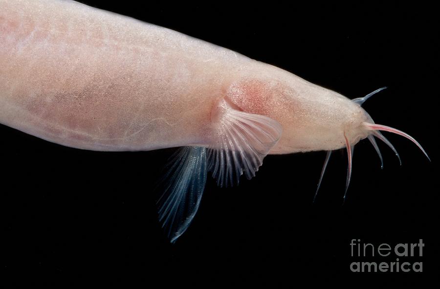 Small Headed Cave Loach Photograph by Dant Fenolio