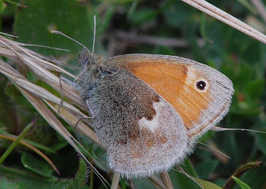 Small Heath butterfly Photograph by Colin Knight | Fine Art America