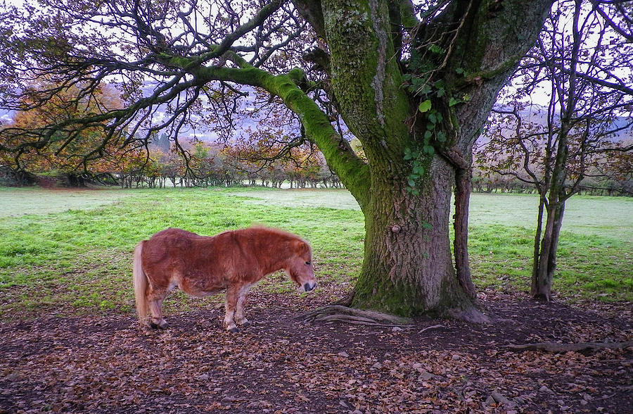 Small Horse Big Tree Photograph by Richard Brookes