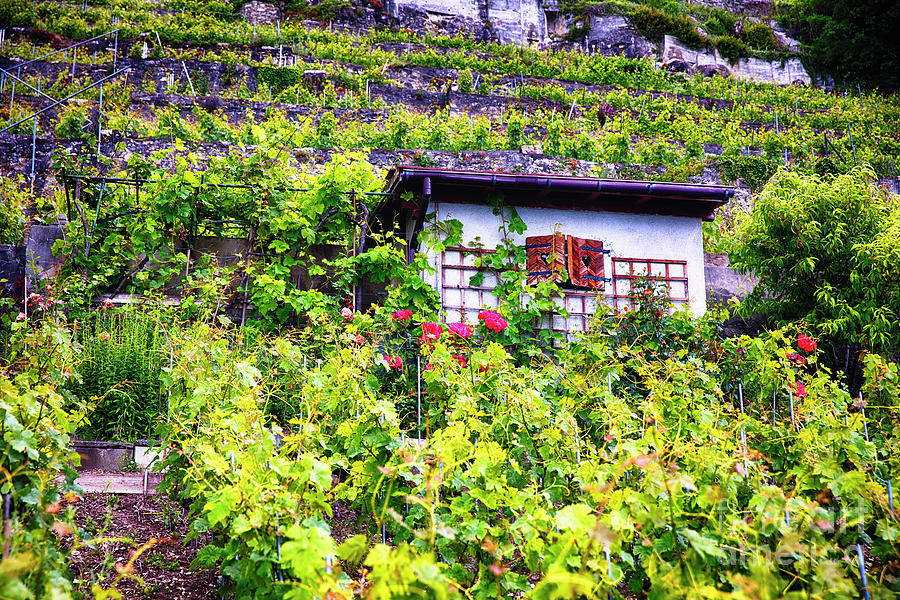 Small House In A Hillside Vineyard Photograph