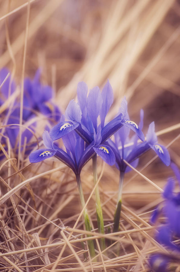 Flower Photograph - Small Iris by Konstantin Sevostyanov