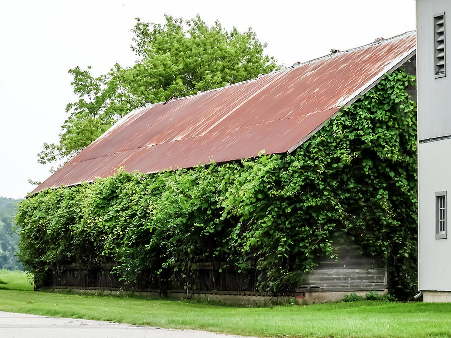 Small Ivy Covered Barn Amana IA Photograph by Cynthia Woods