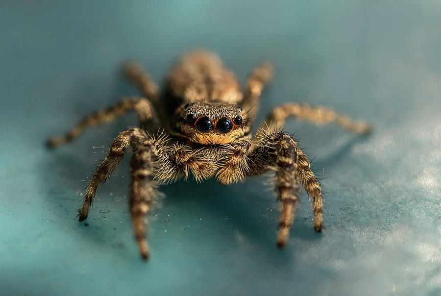 Small jumping spider Photograph by Jaroslaw Blaminsky