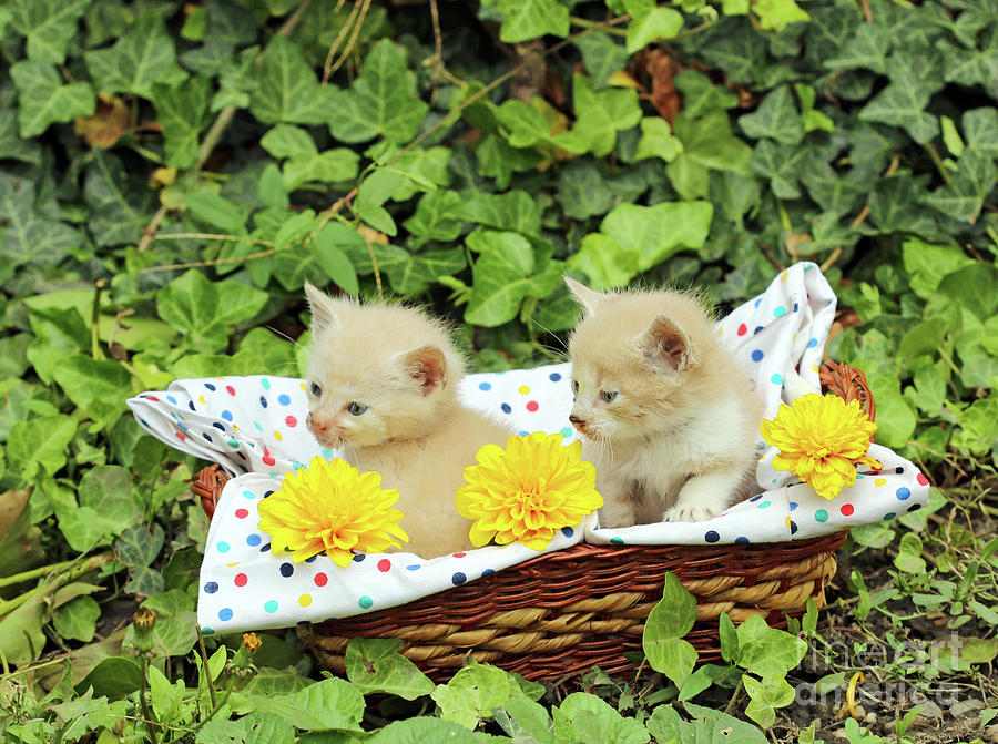 mini-kittens in a basket Number d & #039art 