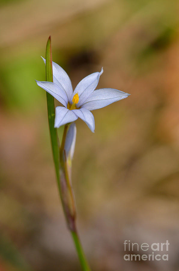 Small Lavender Flower 6378 Photograph by Ken DePue