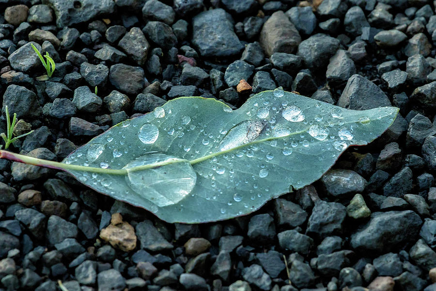 Small Leaf with Raindrops Photograph by Belinda Greb