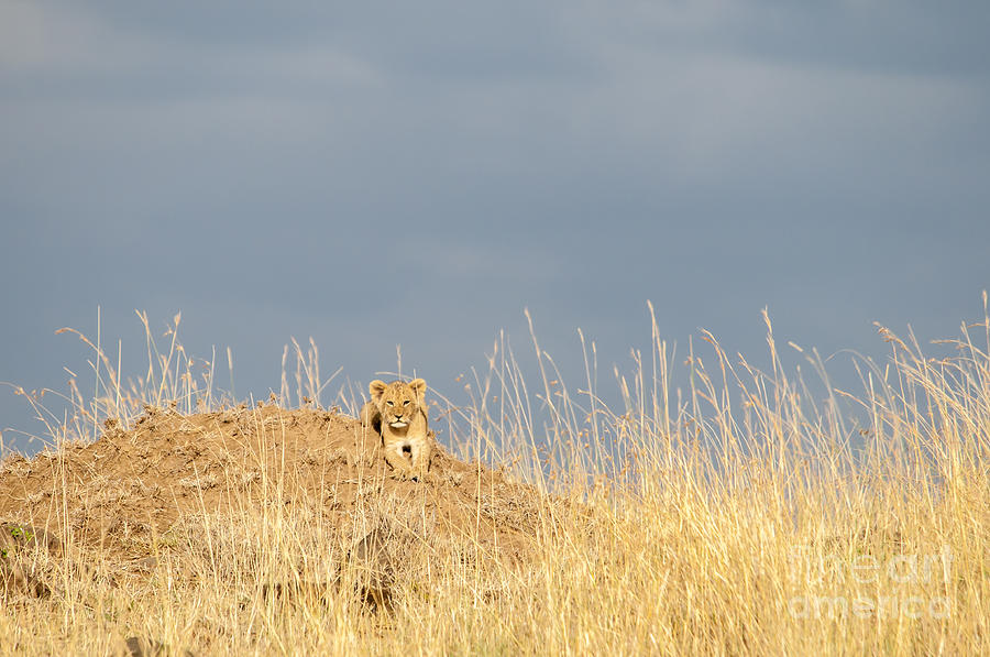 Animal Photograph - Small Lion in a Big World by Paulette Sinclair