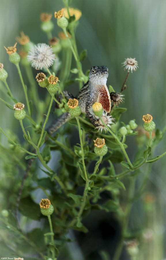 Small Lizard  Photograph by Debra Forand