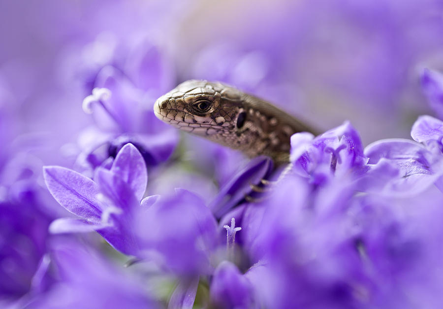 Small lizard Photograph by Jaroslaw Blaminsky