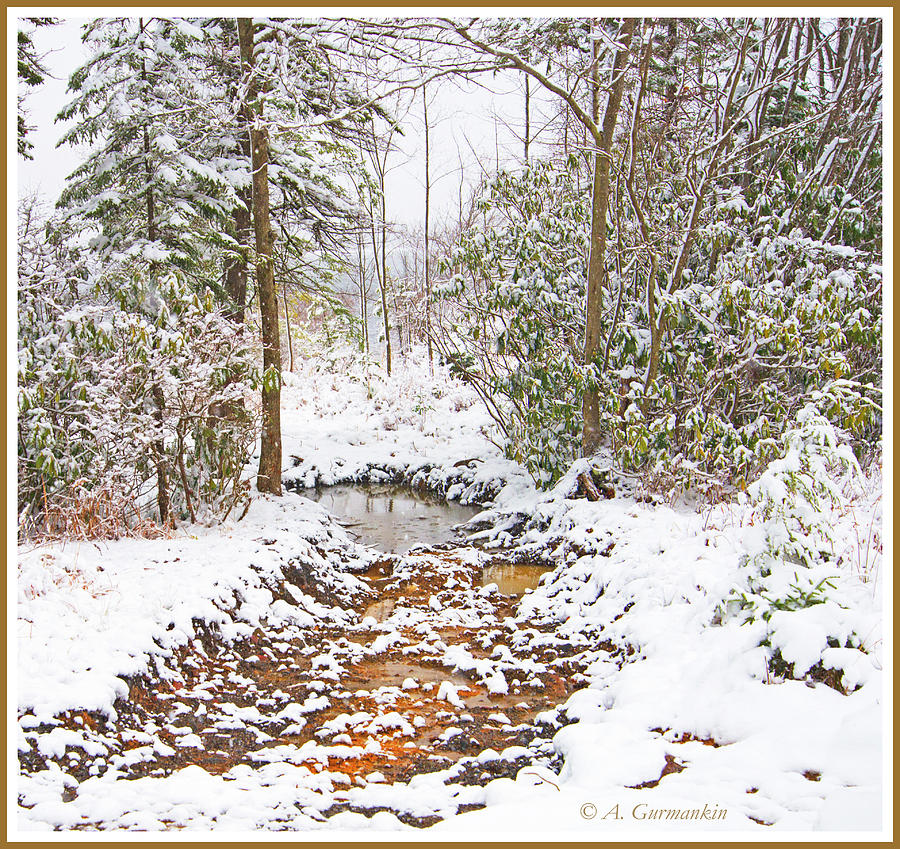 Small Mountain Stream in Winter Photograph by A Macarthur Gurmankin