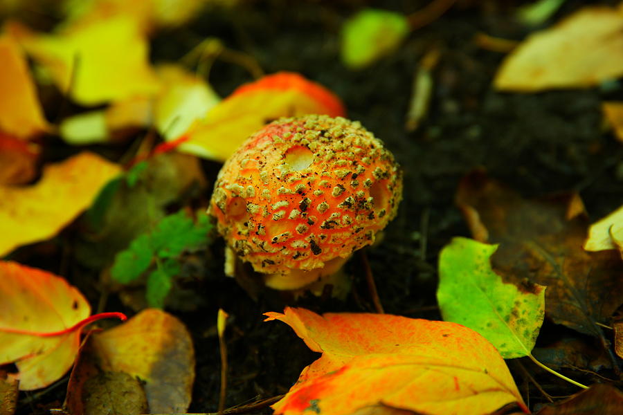 Small Mushroom in Autumn Photograph by Jeff Swan
