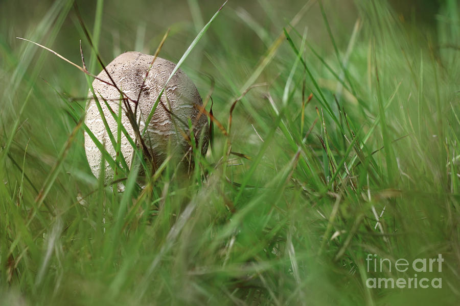 Small parasol mushroom in the grass Photograph by Michal Boubin