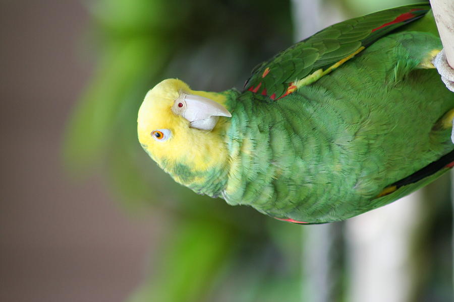Small Parrot Photograph by Anita Parker