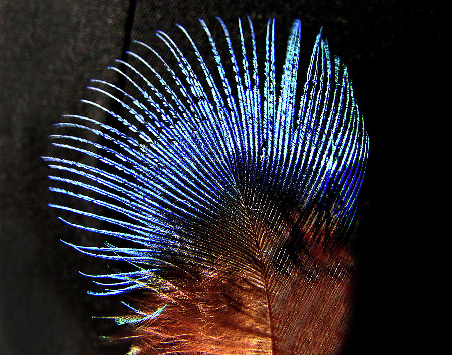 Small Peacock Feather Photograph by Helaine Cummins