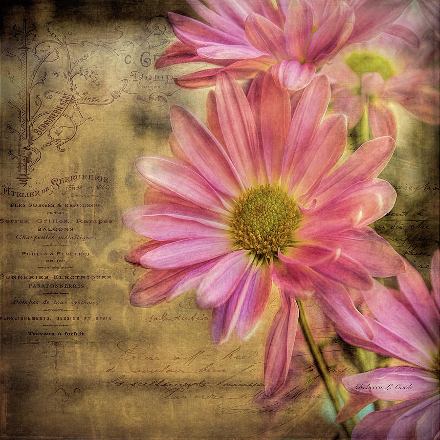 Daisy Photograph - Small Perfections by Bellesouth Studio
