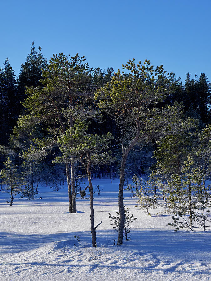 Small Pines in snow Photograph by Jouko Lehto