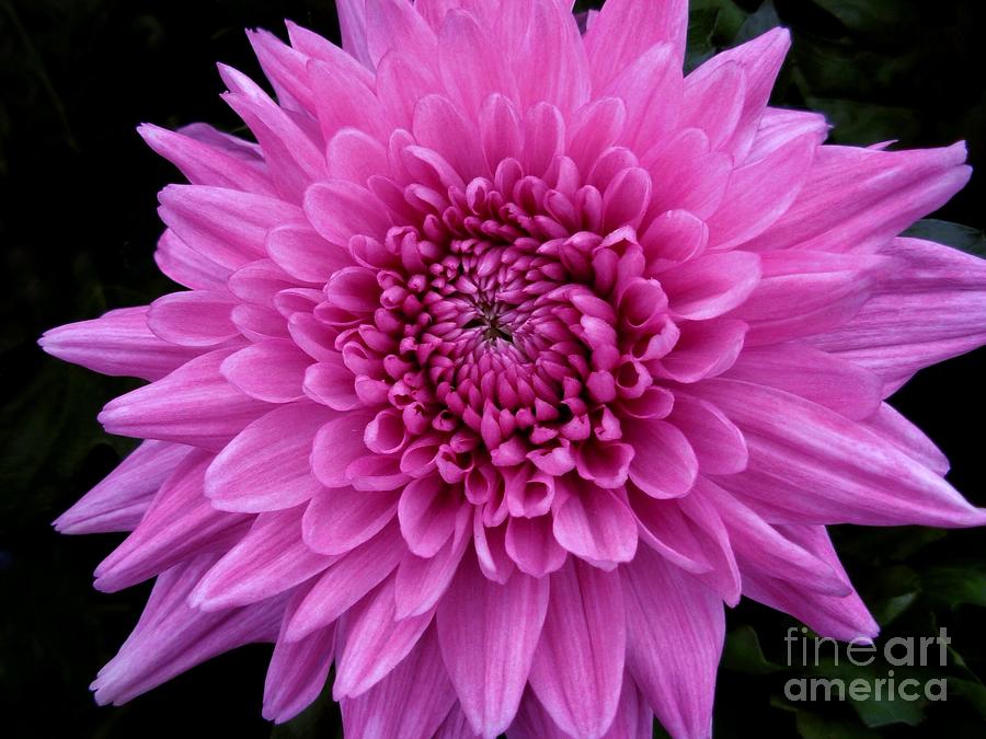 Small Pink Chrysanthemum  Photograph by Joan-Violet Stretch