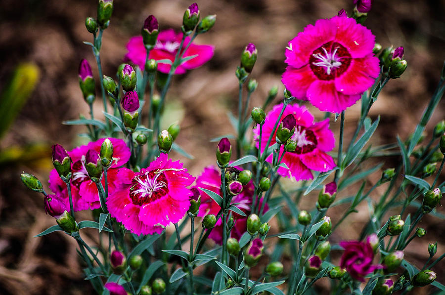 Small pink flowers Photograph by Gerald Kloss