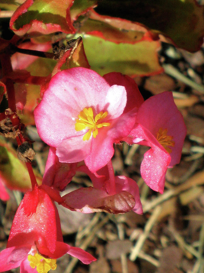 Small Pink Flowers of Summer Photograph by Michele Wilson