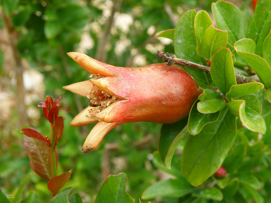 Small Pomegranate Photograph by Augusta Stylianou