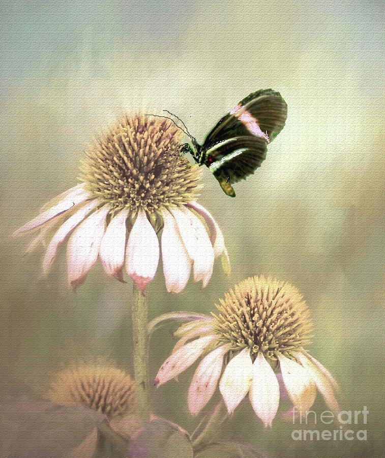 Small Postman Butterfly on Cone Flower Photograph by Janette Boyd