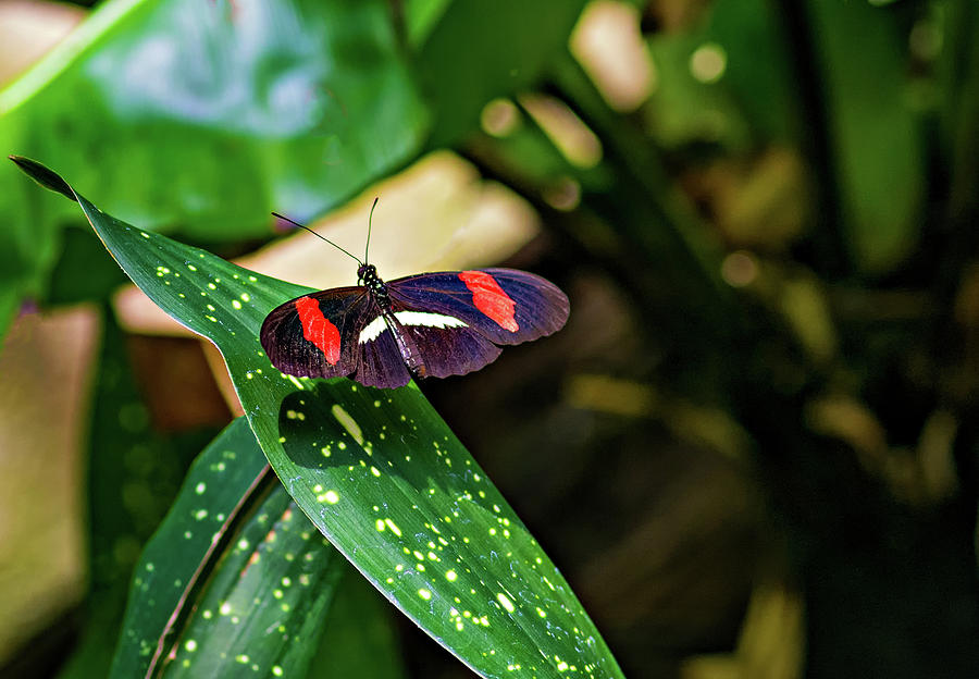 Small Postman Butterfly Photograph by Steve Harrington