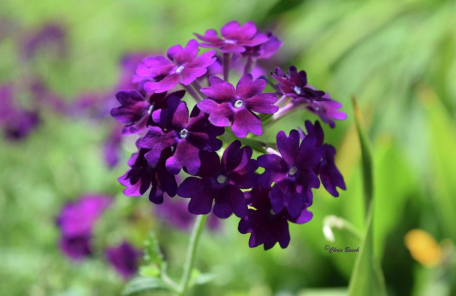 Small Purple by Chris Busch Small Purple by Chris Busch