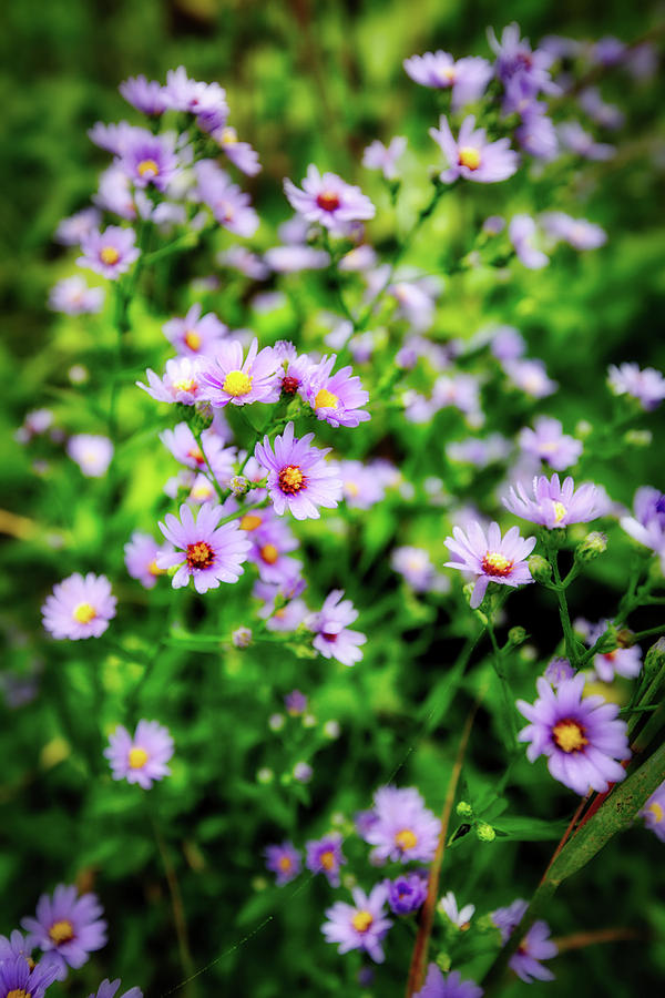 Small Purple Wildflowers of Wisconsin Photograph by Jennifer Rondinelli Reilly - Fine Art Photography