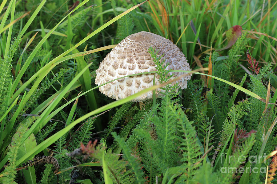 Small ragged parasol in the grass Photograph by Michal Boubin