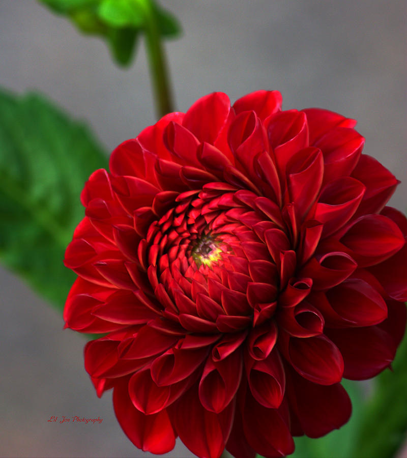 Small Red Dahlia Photograph by Jeanette C Landstrom