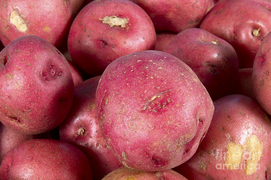 Small Red Potatoes Photograph by Karen Foley