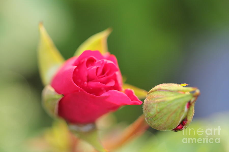 Small Red Rose Photograph by Donna L Munro
