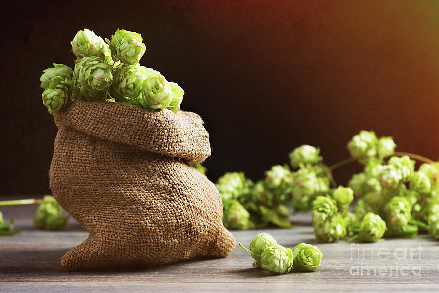 Beer Photograph - Small Sack Of Hops by Amanda Elwell